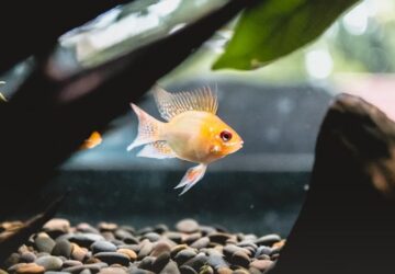 meddig birja a hal ha aramszunet van 1