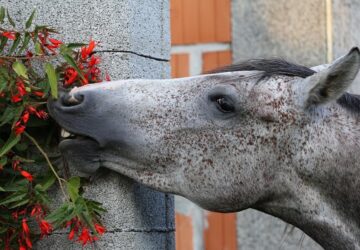 mi eheto mi nem a lovaknak 3