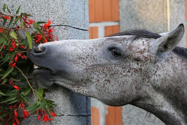 mi eheto mi nem a lovaknak 3