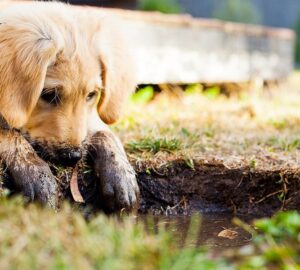miert imadnak a kutyak sarazni