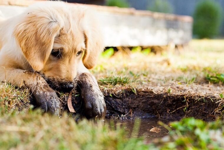 miert imadnak a kutyak sarazni