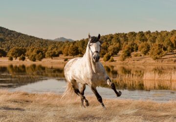 miert szaguldanak a lovak