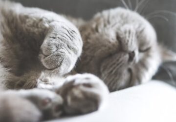 mit arul el az allatok alvasa 4