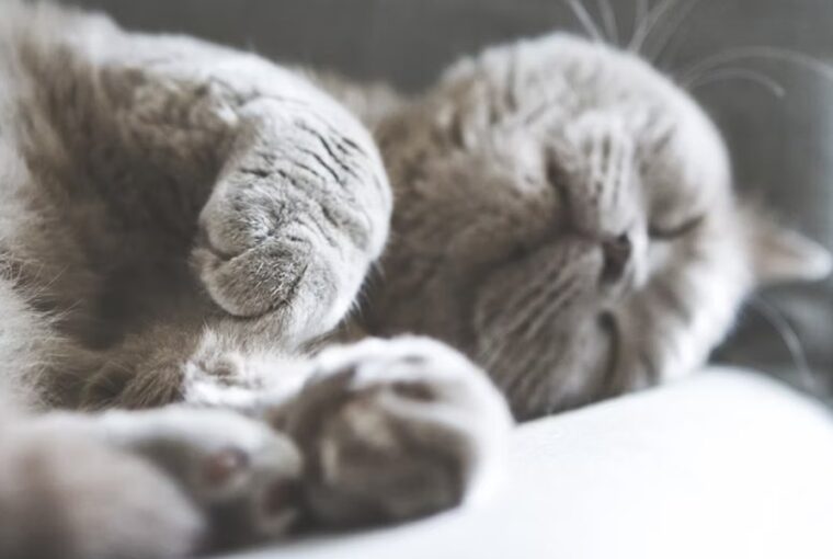 mit arul el az allatok alvasa 4