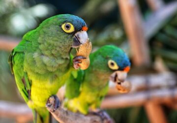 mit egyen a papagaj 2