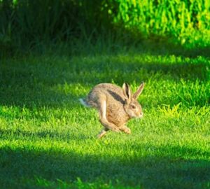 nyul aki szuperhoskent ugrik 1