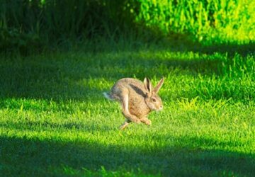 nyul aki szuperhoskent ugrik 1