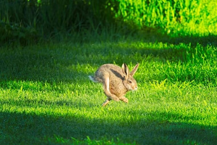 nyul aki szuperhoskent ugrik 1
