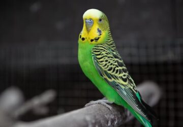 papagaj tenyleg beszel vagy csak utanoz