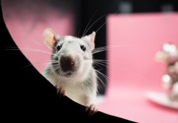 patkanyok a titkos zsenik