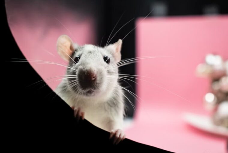 patkanyok a titkos zsenik