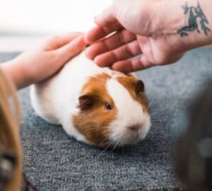 Tengerimalac-szauna és hűsítő ventilátor