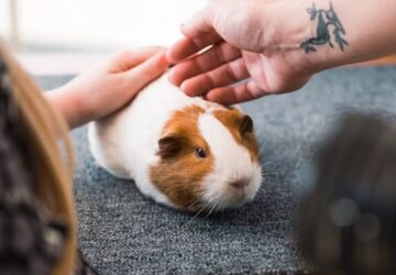 Tengerimalac-szauna és hűsítő ventilátor