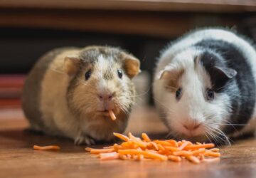 tengerimalacok miert kell parban tartani