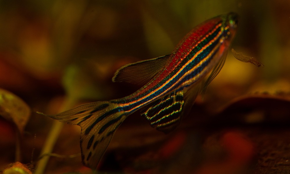 zebradanio a gerinc doktor 1 zebradanio a gerinc doktor 1