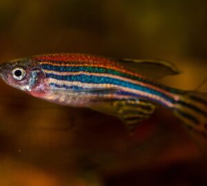 zebradanio a gerinc doktor
