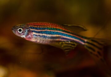 zebradanio a gerinc doktor