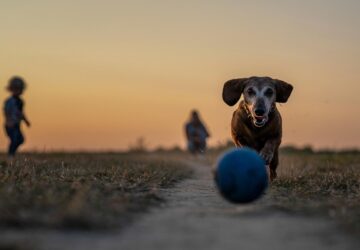 a kutyak tudjak hogyan mukodnek a jatekaik