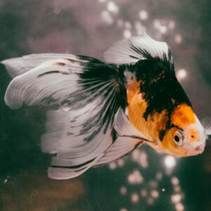 aranyhal felismeri a gazdajat 1