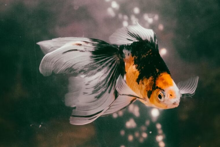 aranyhal felismeri a gazdajat 1