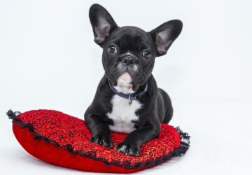 beszelo kutyak a kuszobon