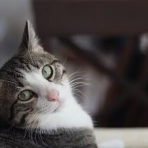 cicak tudjak mit csinalnak 2