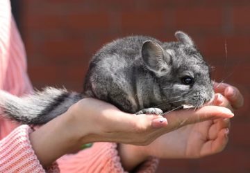 A csincsilla miért porban fürdik?
