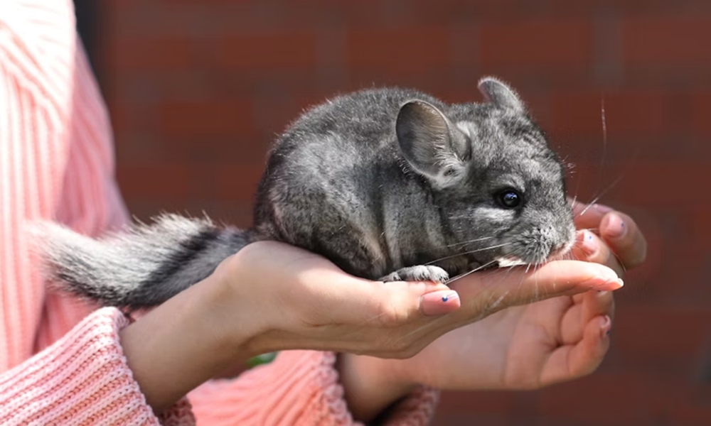 csincsilla porban furdik 1 csincsilla porban furdik 1
