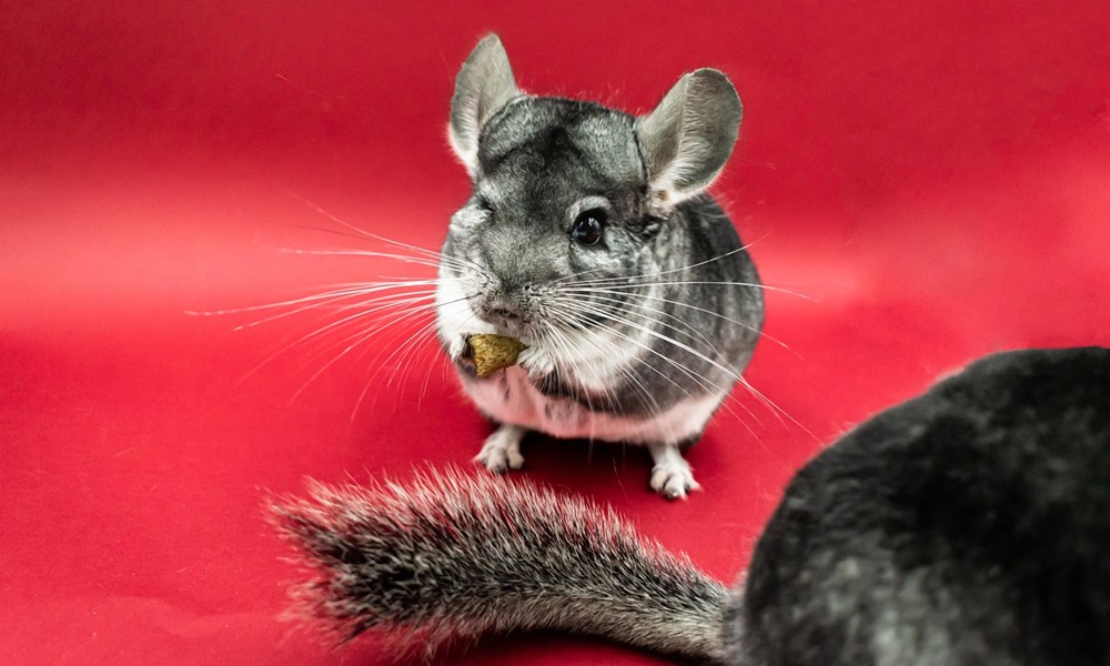 csincsilla porban furdik