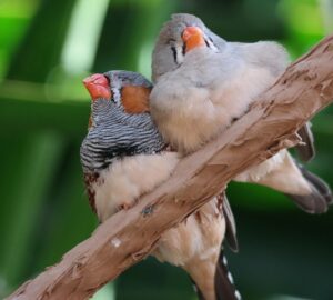 csorharc vagy testveri szeretet 1