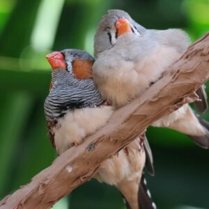 csorharc vagy testveri szeretet 1