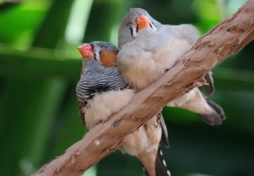 csorharc vagy testveri szeretet 1