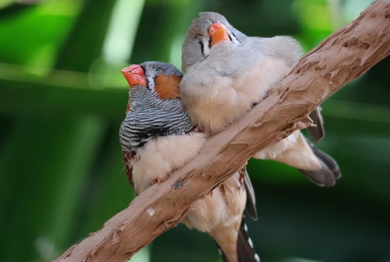 csorharc vagy testveri szeretet 1