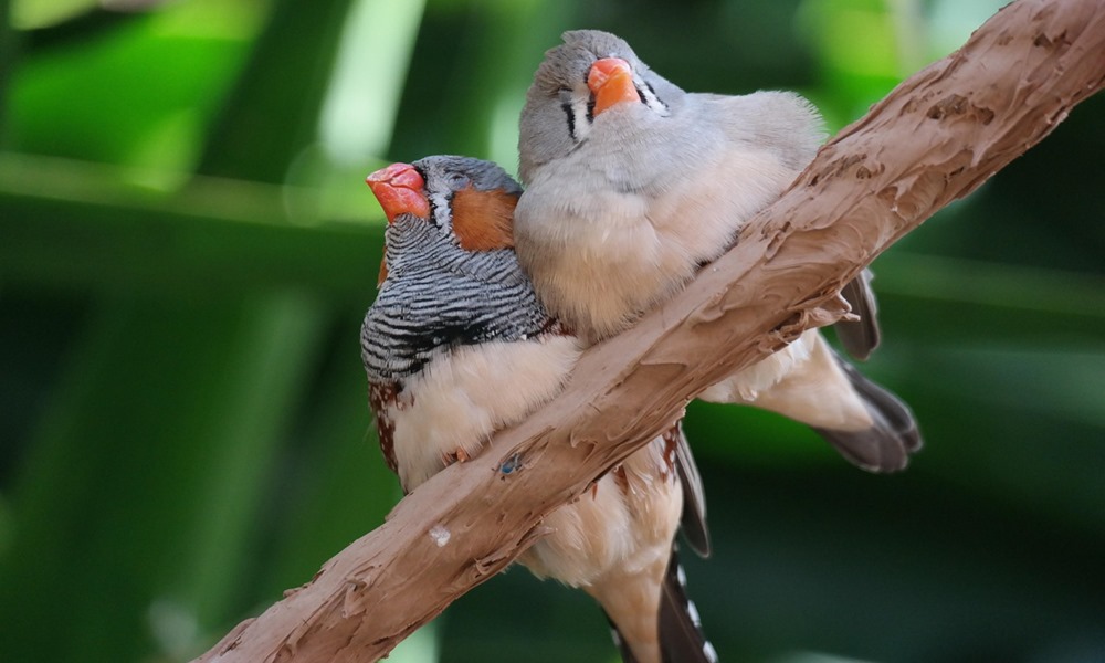 csorharc vagy testveri szeretet 1