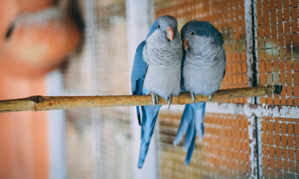 csorharc vagy testveri szeretet csorharc vagy testveri szeretet