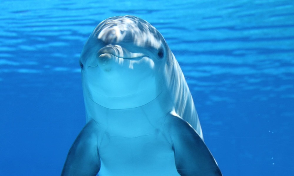 delfinek a joysticknal malacok a konzolon 1 delfinek a joysticknal malacok a konzolon 1