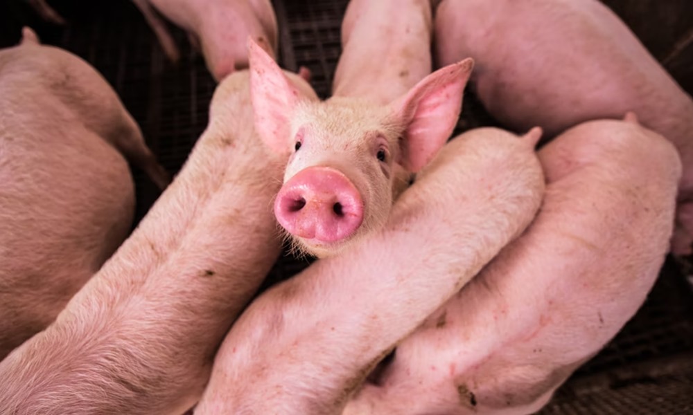 delfinek a joysticknal malacok a konzolon 2 delfinek a joysticknal malacok a konzolon 2