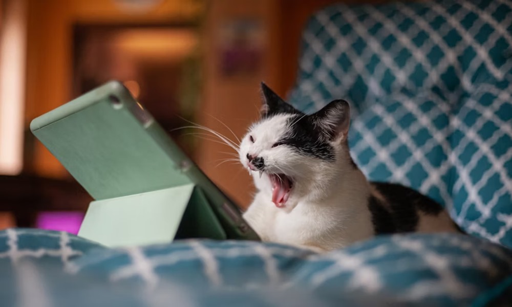 delfinek a joysticknal malacok a konzolon 3 delfinek a joysticknal malacok a konzolon 3