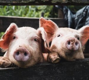 delfinek a joysticknal malacok a konzolon