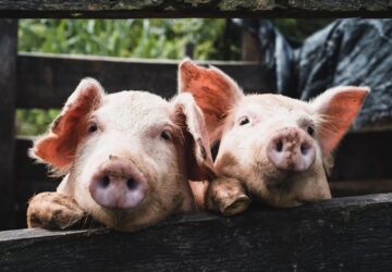 delfinek a joysticknal malacok a konzolon