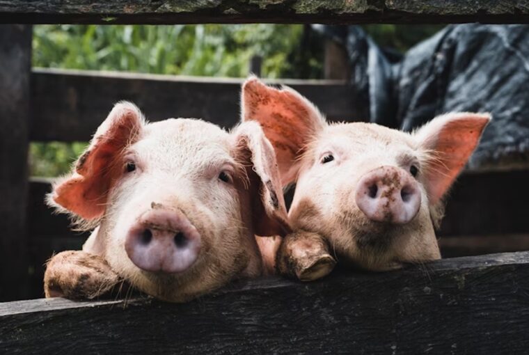 delfinek a joysticknal malacok a konzolon