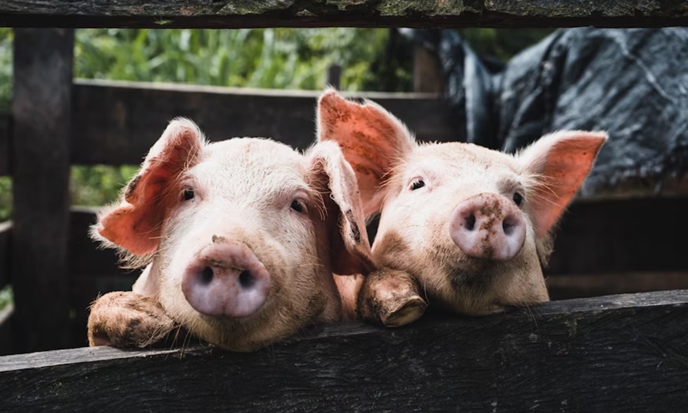 delfinek a joysticknal malacok a konzolon