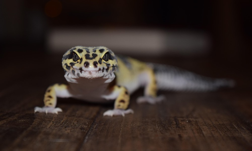 ejszakai muszak a terrariumban 1 ejszakai muszak a terrariumban 1