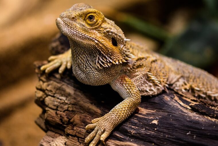 ejszakai muszak a terrariumban