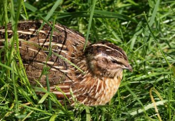 furjek a kert vegeben 2