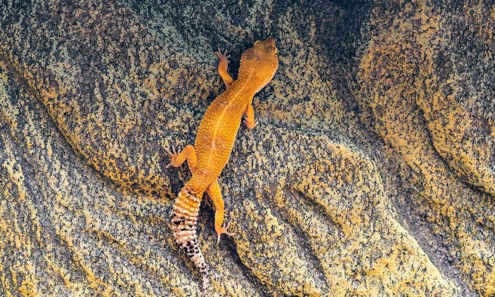 gekko aki a falon hagyta a labnyomat 1 gekko aki a falon hagyta a labnyomat 1