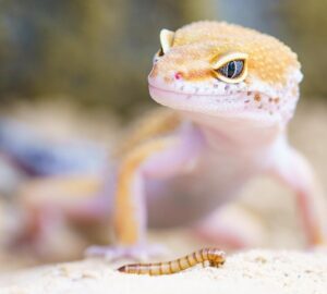 gekko aki a falon hagyta a labnyomat