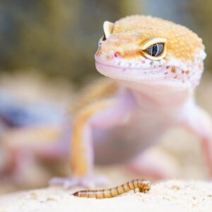 gekko aki a falon hagyta a labnyomat