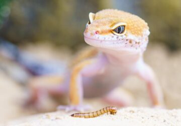 gekko aki a falon hagyta a labnyomat