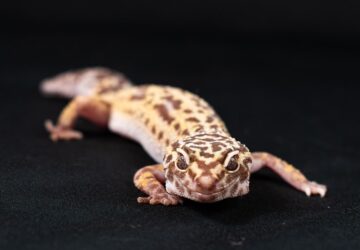 gekkok titkos ejszakai elete 3